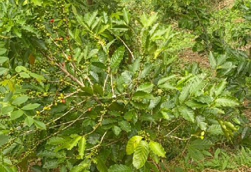 Photo 194: IFAD SVM visited coffee cultivation of Gramashakthi farmers in Mudun nuwara, Nuwara Eliya, 18 July 2025